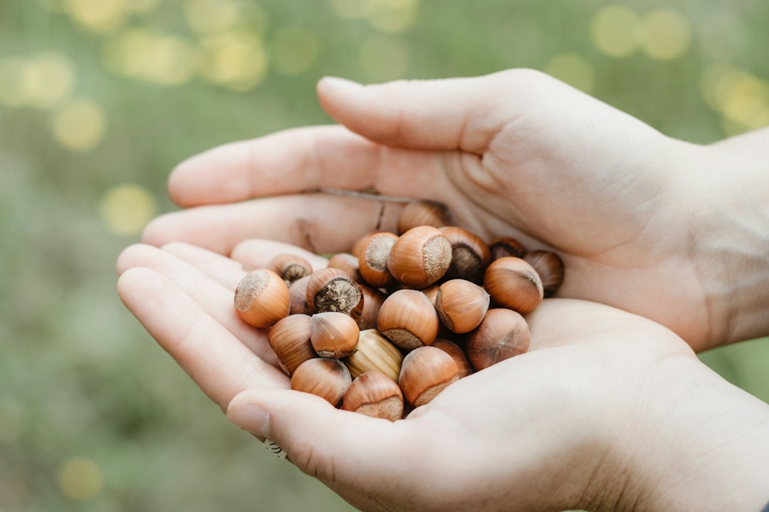 acorn letter recognition