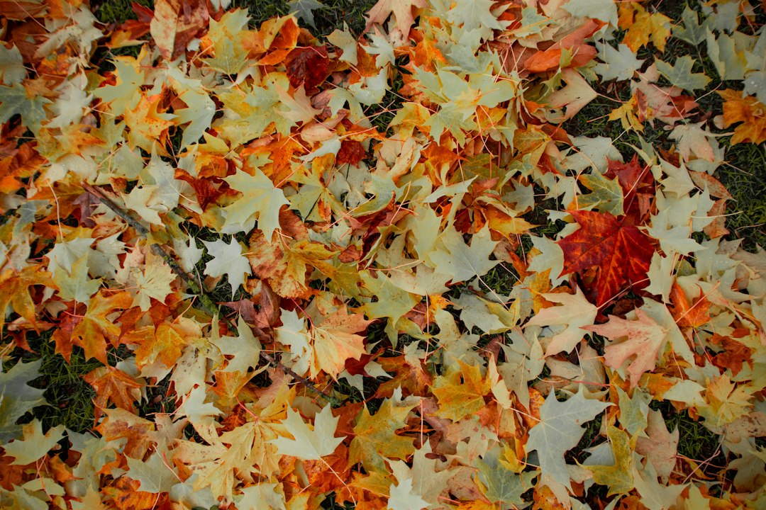 leaf patterns preschool