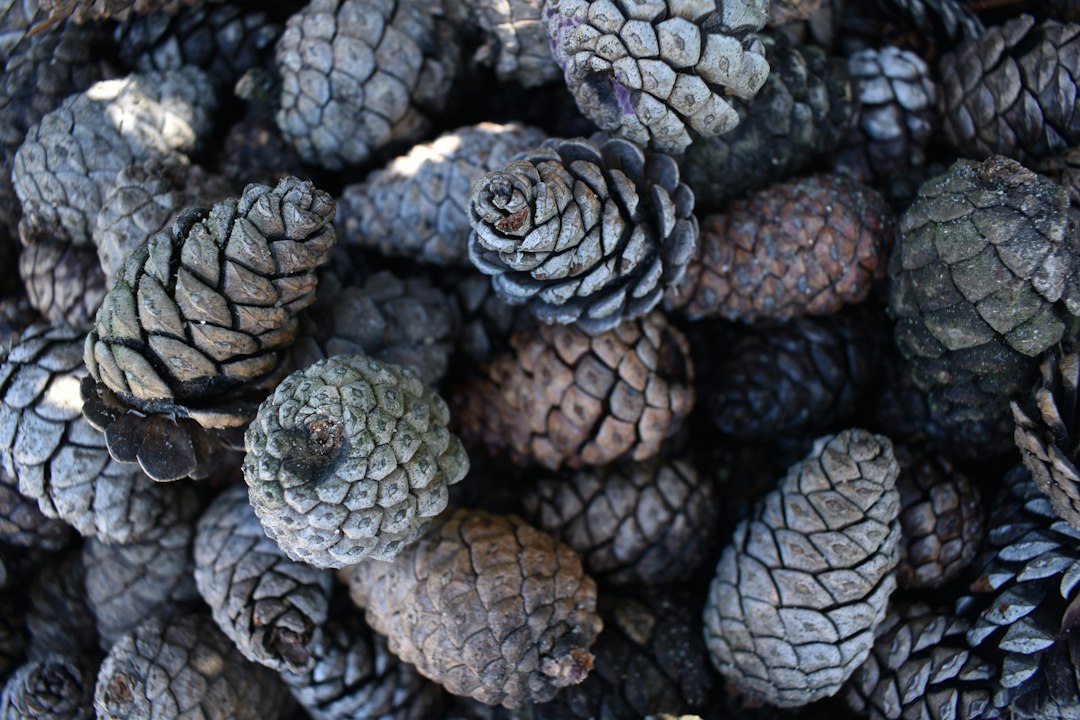 pinecone sensory bin